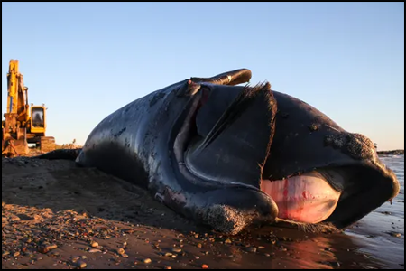 Dead Wright whale