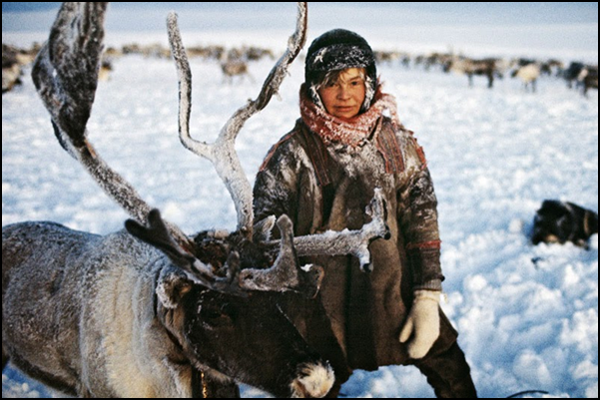 Sami with reindeer